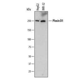 Invitrogen PLXND1 Monoclonal Antibody (752815) 100 &mu;g; Unconjugated:Antibodies,