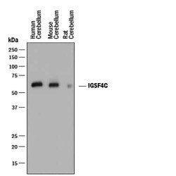 Invitrogen CADM4 Monoclonal Antibody (937109) 100 &mu;g; Unconjugated:Antibodies,