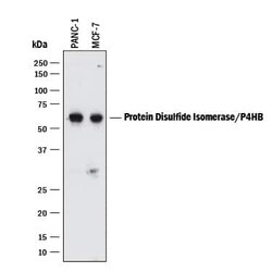 Invitrogen PDI Monoclonal Antibody (537331) 100 &mu;g; Unconjugated:Antibodies,