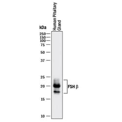 Invitrogen FSH beta Monoclonal Antibody (961416) 100 &mu;g; Unconjugated:Antibodies,