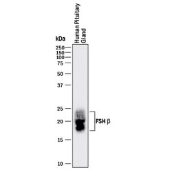 Invitrogen FSH beta Monoclonal Antibody (961417) 100 &mu;g; Unconjugated:Antibodies,