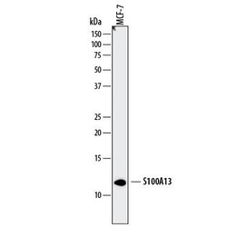 Invitrogen S100A13 Monoclonal Antibody (854114) 100 &mu;g; Unconjugated:Antibodies,