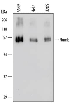 Invitrogen NUMB Monoclonal Antibody (447716) 100 &mu;g; Unconjugated:Antibodies,