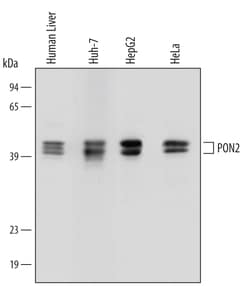 Invitrogen PON2 Monoclonal Antibody (453709) 100 &mu;g; Unconjugated:Antikörper