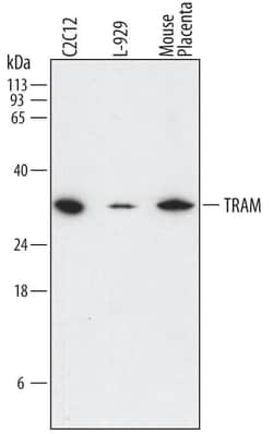 Invitrogen TICAM2 Monoclonal Antibody (757706) 100 &mu;g; Unconjugated:Antibodies,
