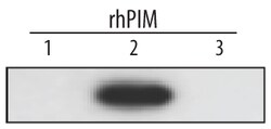 Invitrogen PIM2 Monoclonal Antibody (447023) 100 &mu;g; Unconjugated:Antibodies,