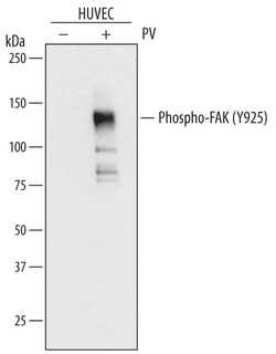 Invitrogen Phospho-FAK (Tyr925) Monoclonal Antibody (743234) 100 &mu;g;