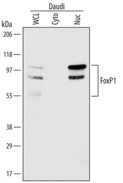 Invitrogen FOXP1 Monoclonal Antibody (542721) 100 &mu;g; Unconjugated:Antikörper