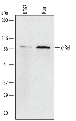 Invitrogen c-Rel Monoclonal Antibody (321422) 50 &mu;g; Unconjugated:Antibodies,