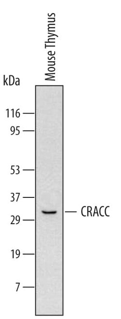Invitrogen CRACC Monoclonal Antibody (520911) 100 &mu;g; Unconjugated:Antibodies,