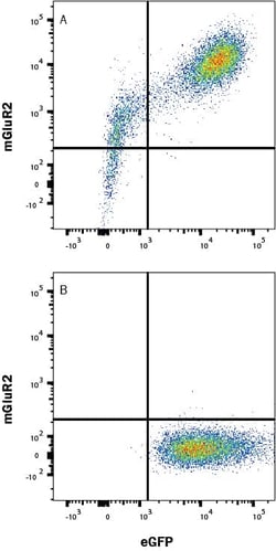Invitrogen&trade;&nbsp;mGluR2 Monoclonal Antibody (421614)