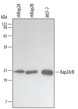 Invitrogen RAP2A/RAP2B Monoclonal Antibody (455410) 100 &mu;g | Buy Online | Invitrogen&trade; | Fisher Scientific