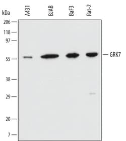 Invitrogen GRK7 Monoclonal Antibody (496831) 100 &mu;g; Unconjugated:Antikörper