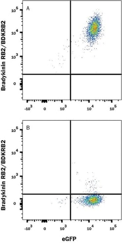 Invitrogen BDKRB2 Monoclonal Antibody (471916) 100 &mu;g; Unconjugated:Antibodies,