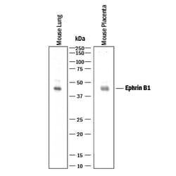 Invitrogen Ephrin B1 Monoclonal Antibody (94038) 500 &mu;g; Unconjugated:Antibodies,