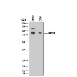 Invitrogen GRK3 Monoclonal Antibody (497007) 100 &mu;g; Unconjugated:Antikörper