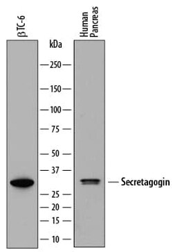 Invitrogen SCGN Monoclonal Antibody (778518) 100 &mu;g; Unconjugated:Antikörper