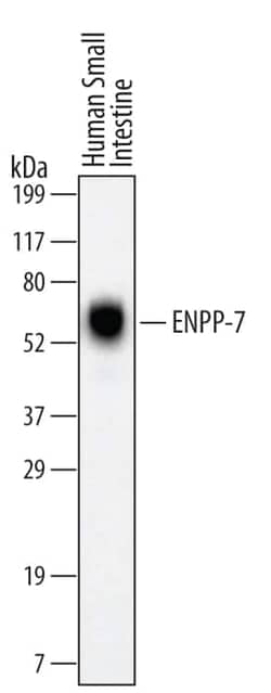 Invitrogen ENPP7 Monoclonal Antibody (560514) 100 &mu;g; Unconjugated:Antibodies,