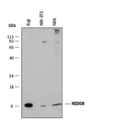 Invitrogen NEDD8 Monoclonal Antibody (866916) 100 &mu;g; Unconjugated:Antibodies,