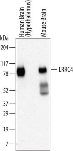 Invitrogen LRRC4 Monoclonal Antibody (701424) 100 &mu;g; Unconjugated:Antibodies,