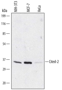 Invitrogen CITED2 Monoclonal Antibody (477226) 100 &mu;g; Unconjugated:Antikörper