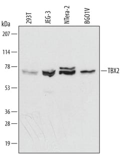 Invitrogen TBX2 Monoclonal Antibody (393725) 100 &mu;g; Unconjugated:Antibodies,
