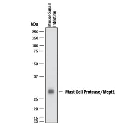 Invitrogen MCPT-1 Monoclonal Antibody (285008) 100 &mu;g; Unconjugated:Antibodies,