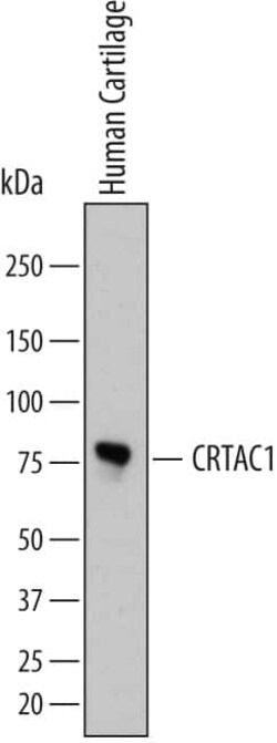 Invitrogen CRTAC1 Monoclonal Antibody (755339) 100 &mu;g; Unconjugated:Antibodies,