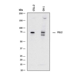 Invitrogen FGL2 Monoclonal Antibody (829321) 100 &mu;g; Unconjugated:Antibodies,