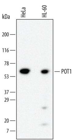 Invitrogen POT1 Monoclonal Antibody (688923) 100 &mu;g; Unconjugated:Antikörper