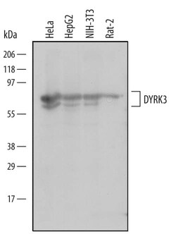 Invitrogen DYRK3 Monoclonal Antibody (563518) 100 &mu;g; Unconjugated:Antibodies,