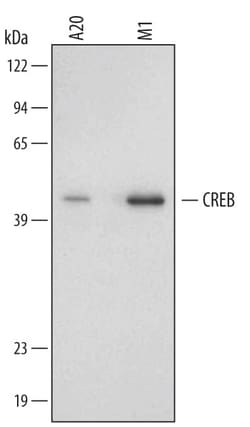 Invitrogen CREB Monoclonal Antibody (485422) 100 &mu;g; Unconjugated:Antibodies,