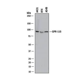 Invitrogen GPR115 Monoclonal Antibody (527018) 100 &mu;g; Unconjugated:Antikörper