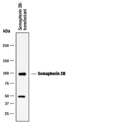 Invitrogen SEMA3B Monoclonal Antibody (904201) 100 &mu;g; Unconjugated:Antikörper
