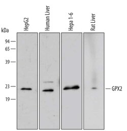 Invitrogen GPX2 Monoclonal Antibody (496010) 100 &mu;g; Unconjugated:Antibodies,