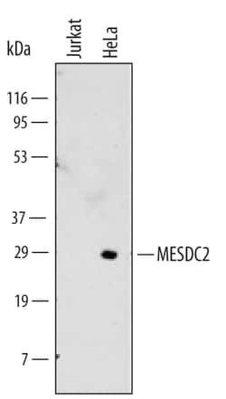 Invitrogen MESDC2 Monoclonal Antibody (513802) 100 &mu;g; Unconjugated:Antibodies,