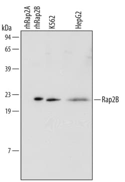 Invitrogen RAP2B Monoclonal Antibody (455517) 100 &mu;g; Unconjugated:Antikörper
