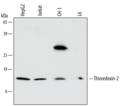 Invitrogen™ Thioredoxin 2 Monoclonal Antibody (543317)