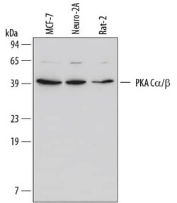 Invitrogen PKA C alpha/beta Monoclonal Antibody (515741) 100 &mu;g; Unconjugated:Antibodies,