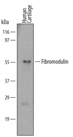 Invitrogen Fibromodulin Monoclonal Antibody (549302) 100 &mu;g; Unconjugated:Antibodies,