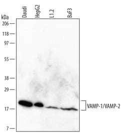 Invitrogen VAMP1/VAMP2 Monoclonal Antibody (540524) 100 &mu;g; Unconjugated:Antibodies,
