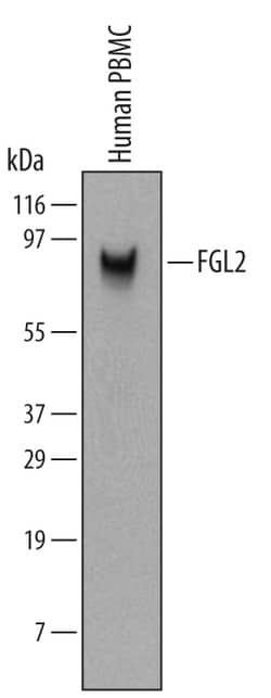 Invitrogen FGL2 Monoclonal Antibody (532223) 100 &mu;g; Unconjugated:Antibodies,