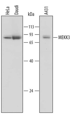 Invitrogen MEKK3 Monoclonal Antibody (576240) 100 &mu;g; Unconjugated:Antibodies,