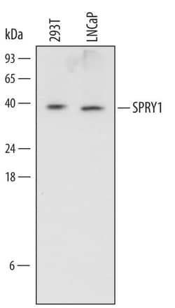 Invitrogen SPRY1 Monoclonal Antibody (669534) 100 &mu;g; Unconjugated:Antibodies,
