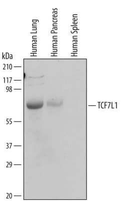 Invitrogen TCF7L1 Monoclonal Antibody (622722) 100 &mu;g; Unconjugated:Antikörper