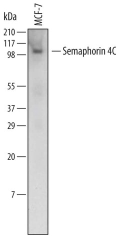 Invitrogen SEMA4C Monoclonal Antibody (660016) 100 &mu;g; Unconjugated:Antibodies,