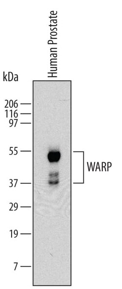 Invitrogen VWA1 Monoclonal Antibody (559915) 100 &mu;g; Unconjugated:Antibodies,