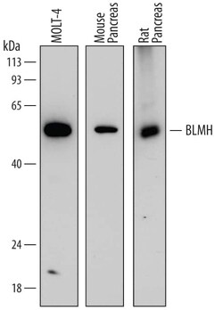 Invitrogen BLMH Monoclonal Antibody (760239) 100 &mu;g; Unconjugated:Antibodies,
