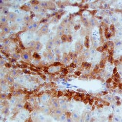 Invitrogen MSP Monoclonal Antibody (757320) 100 &mu;g; Unconjugated:Antibodies,