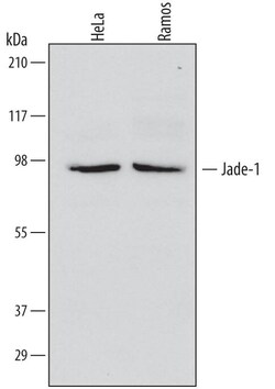 Invitrogen PHF17 Monoclonal Antibody (658005) 100 &mu;g; Unconjugated:Antibodies,